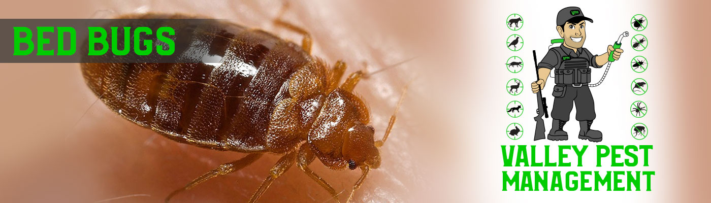 bed bugs