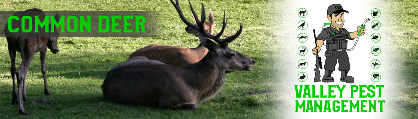 common deer