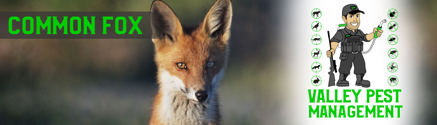 common fox
