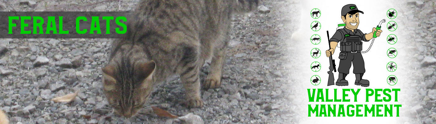 feral cats