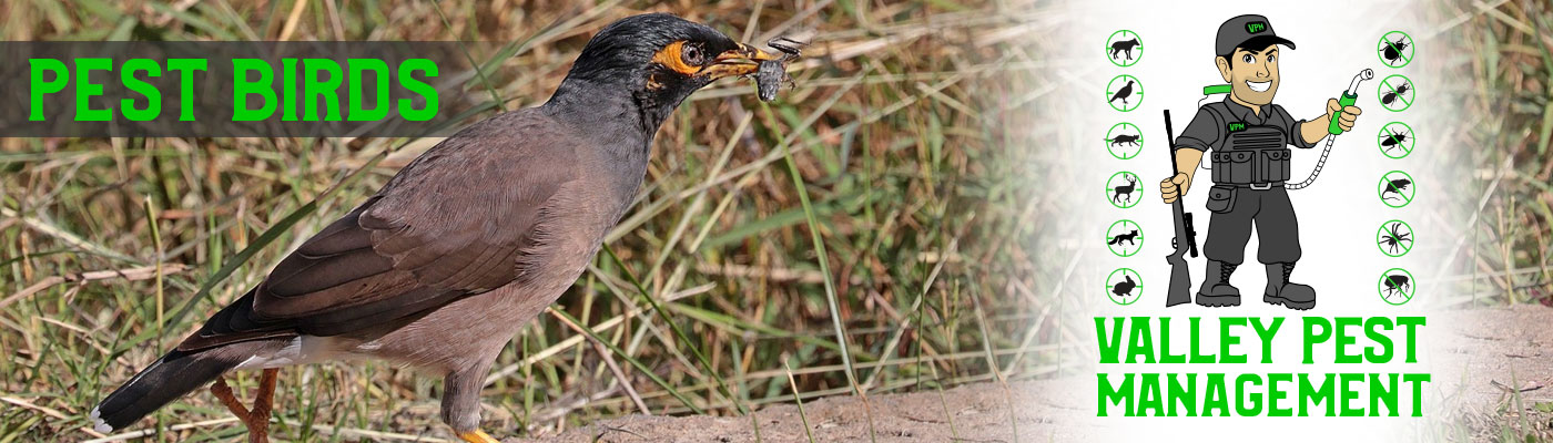 pest birds