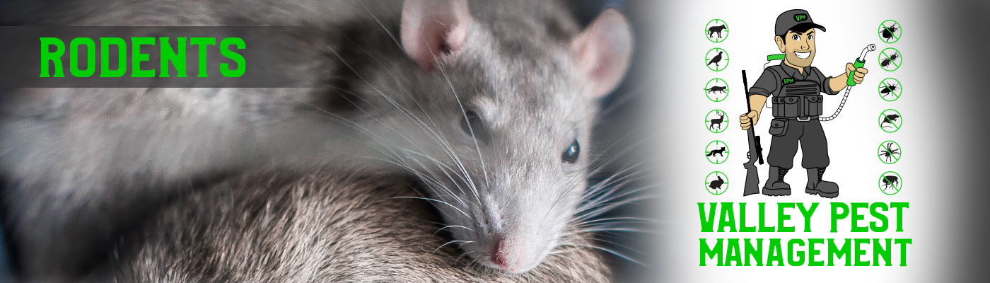 rodents