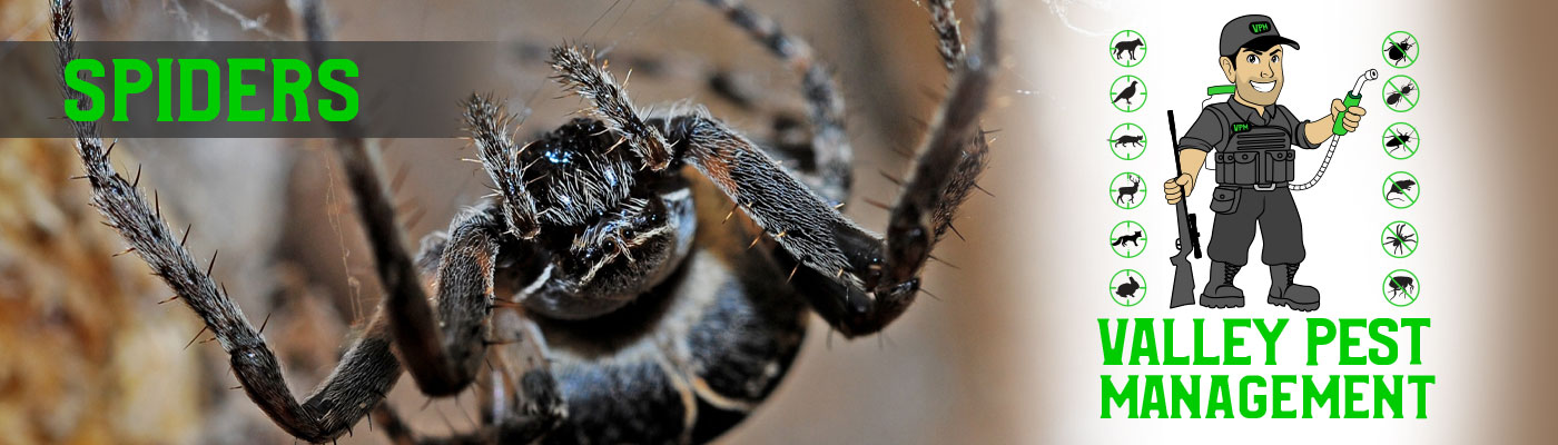 spider