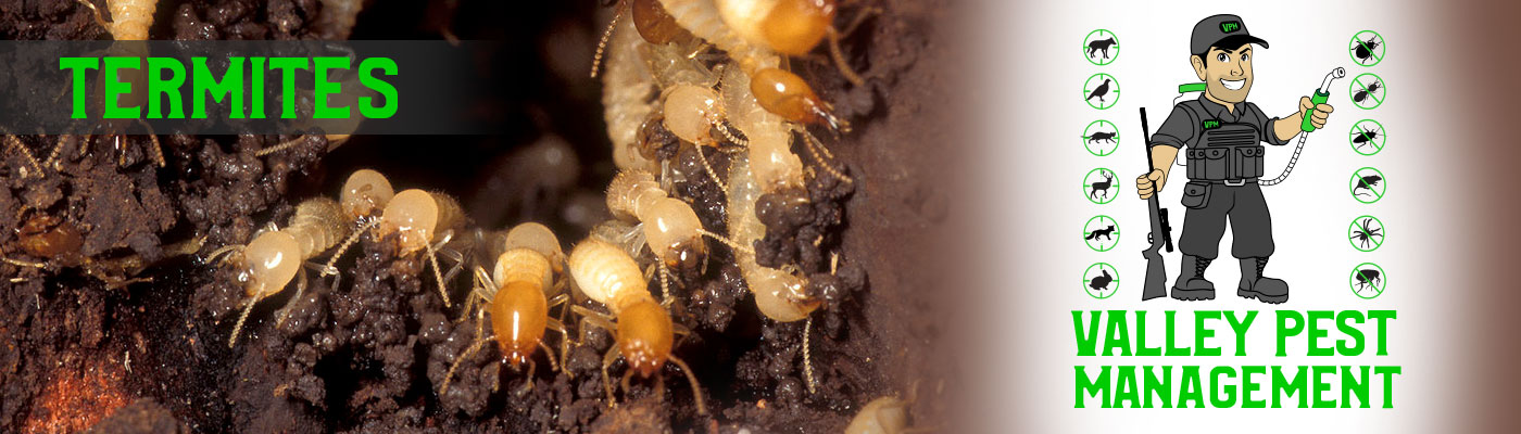 termites