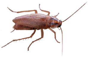 German Cockroach